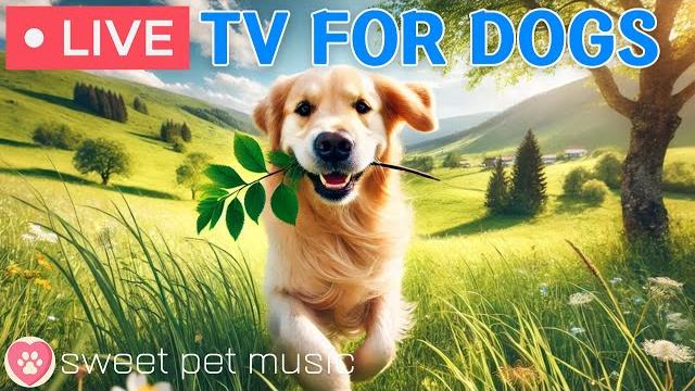 24 Hours of Dog TVCalming Sleep Music for Your Dog🩷Soothing Music for Dogs with Stress & Anxiety 24 Hours of Dog TVCalming Sleep Music for Your Dog🩷Soothing Music for Dogs with Stress & Anxiety
