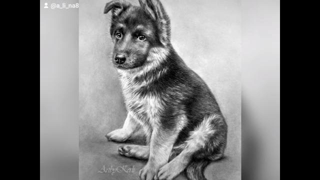 Клип про Немецких овчарок Клип про Немецких овчарок