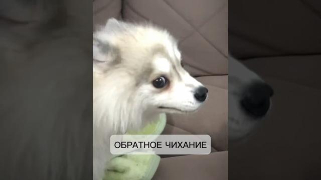 Обратное чихание #pomsky #помски #щенок #минихаски #хаски #шпиц #baby #smalldog #cute #pomskypuppy Обратное чихание #pomsky #помски #щенок #минихаски #хаски #шпиц #baby #smalldog #cute #pomskypuppy
