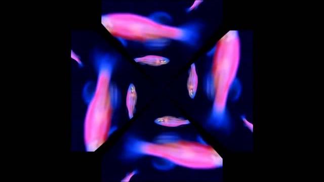 ЦВЕТНЫЕ РЫБКИ видео для голографической 3D пирамиды ЦВЕТНЫЕ РЫБКИ видео для голографической 3D пирамиды