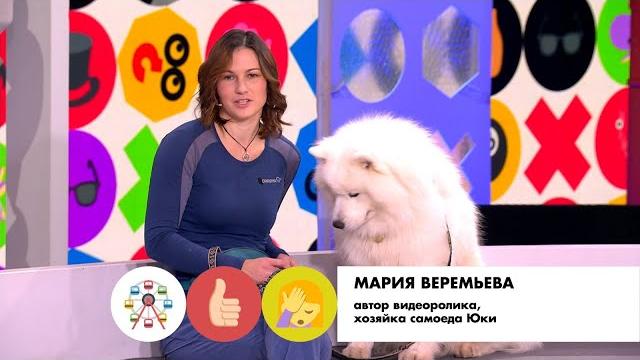 Самоед Юки в «Видели видео» на Первом Самоед Юки в «Видели видео» на Первом