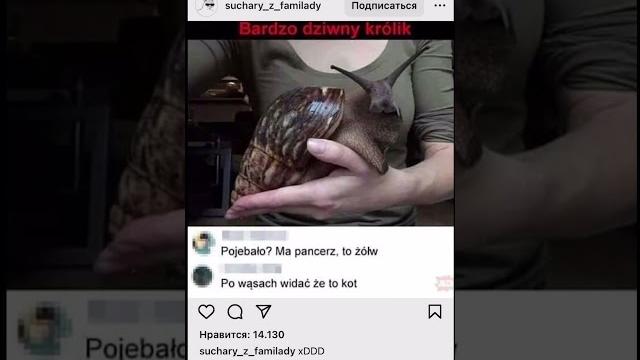 Pamięć ślimaka. Урок польского. #jezykpolski #poland #polska #приколы #polish #польскийязык #мемы Pamięć ślimaka. Урок польского. #jezykpolski #poland #polska #приколы #polish #польскийязык #мемы