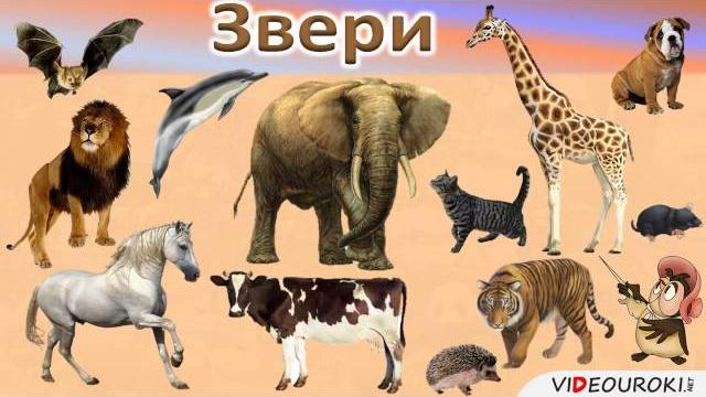 Урок окружающего мира на тему "Какие бывают животные." Урок окружающего мира на тему "Какие бывают животные."