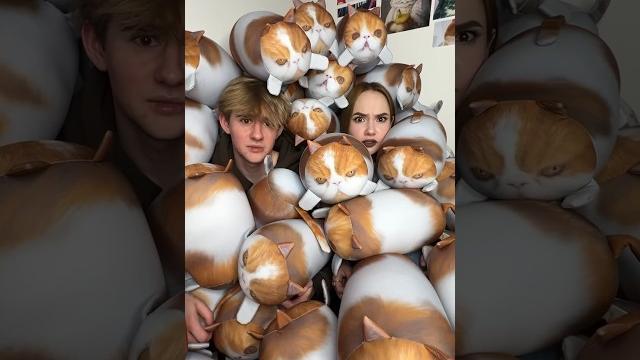 Много котиков не бывает!!! Много котиков не бывает!!!