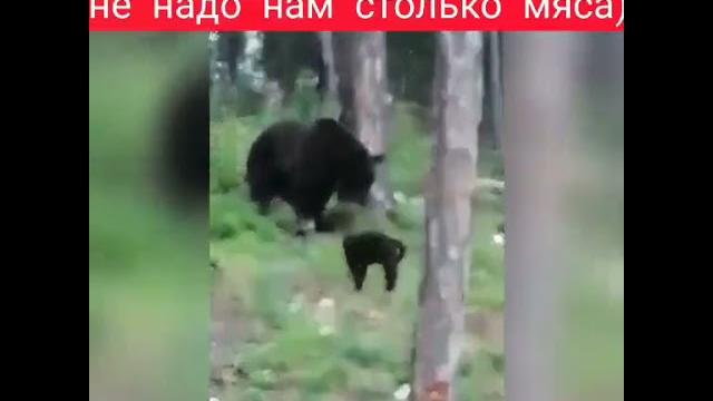Кот Вася и медведь. Кот Вася и медведь.
