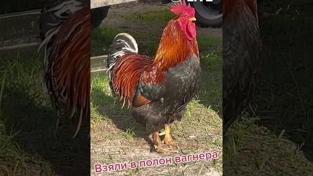 Взяли в плен "вагнера" Взяли в плен "вагнера"