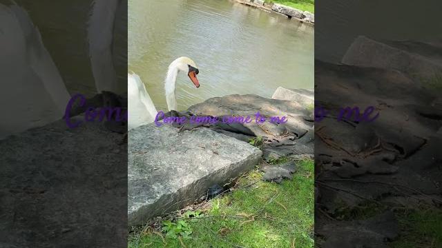 A белый лебедь на пруду… Swan… A белый лебедь на пруду… Swan…