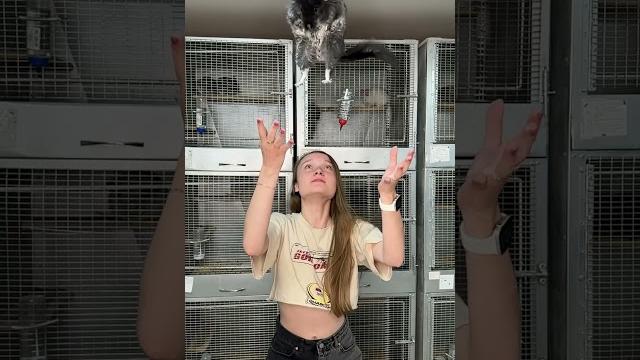 Летающая шиншилла #грызуны #животные #шиншилла Летающая шиншилла #грызуны #животные #шиншилла