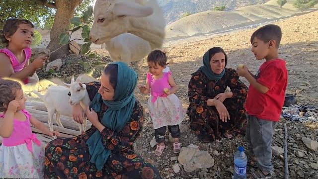 Nomadic Life A Beautiful Picnic Day with Goats | Gathering Firewood & Enjoying Nature’s Peace Nomadic Life A Beautiful Picnic Day with Goats | Gathering Firewood & Enjoying Nature’s Peace