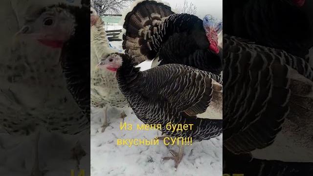 Индюки Индюки