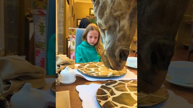 Nastya and Giraffe #shorts Nastya and Giraffe #shorts