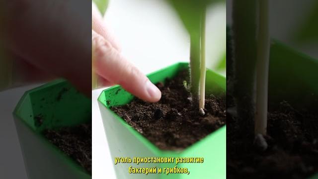 Зачем опытные дачники скупают активированный уголь в аптеках? Вот как они его используют! Зачем опытные дачники скупают активированный уголь в аптеках? Вот как они его используют!