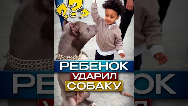 Ребенок Ударил Собаку Бутылкой #shorts Ребенок Ударил Собаку Бутылкой #shorts