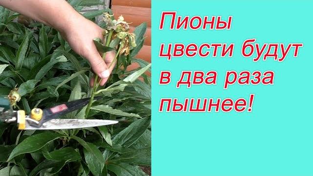 Как обрезать и чем подкормить пионы после цветения. Как обрезать и чем подкормить пионы после цветения.