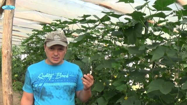 ПОЧЕМУ ОГУРЦЫ ГОРЬКИЕ И КАК ЭТО ИСПРАВИТЬ. ПОЧЕМУ ОГУРЦЫ ГОРЬКИЕ И КАК ЭТО ИСПРАВИТЬ.