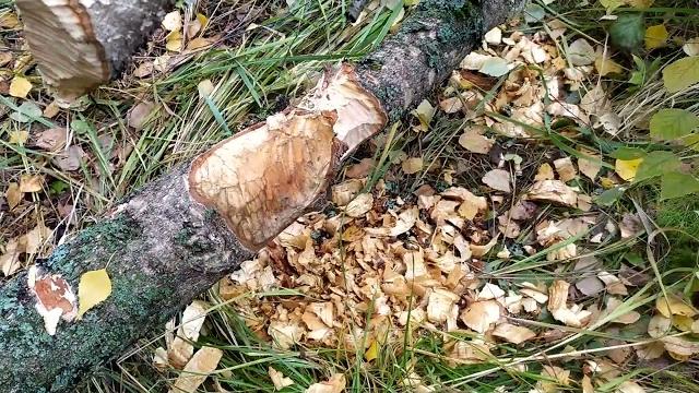 как бобры грызут деревья как бобры грызут деревья