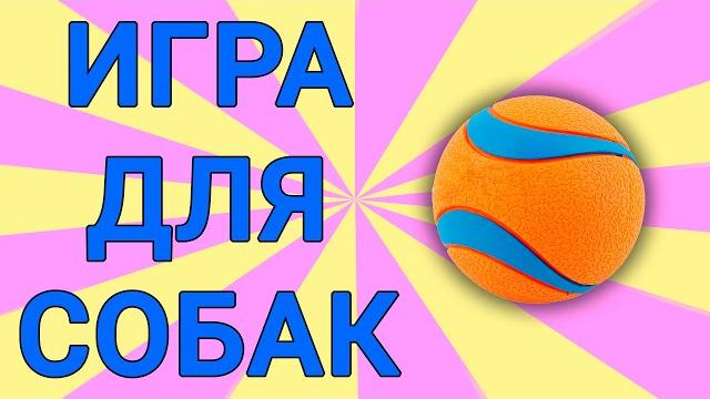 ВИДЕО для СОБАК на ЭКРАНЕ - игры для собак ВИДЕО для СОБАК на ЭКРАНЕ - игры для собак