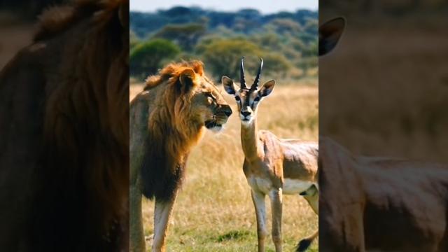 Title:"An Unlikely Bond: The Lion's Compassion for the Gazelle"Video #wildlifephotogra #wildlife Title:"An Unlikely Bond: The Lion's Compassion for the Gazelle"Video #wildlifephotogra #wildlife