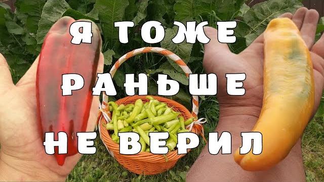 как вырастить перец в Подмосковье как вырастить перец в Подмосковье