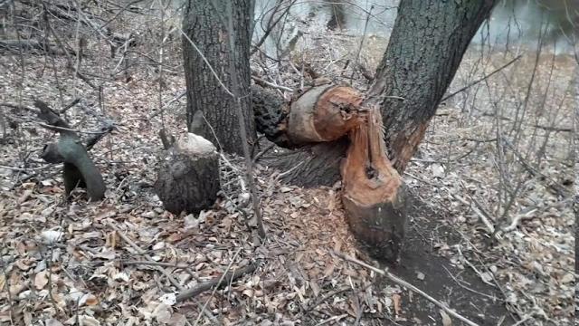 Зачем бобры грызут деревья? • Why do beavers gnaw trees? • ¿Por qué los castores roen árboles? Зачем бобры грызут деревья? • Why do beavers gnaw trees? • ¿Por qué los castores roen árboles?