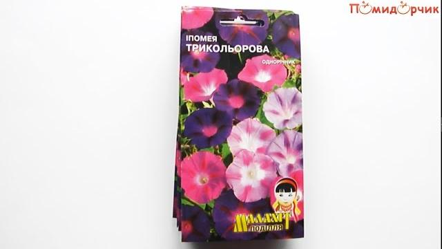 Обзор семян. "Ипомея трехцветная" Обзор семян. "Ипомея трехцветная"
