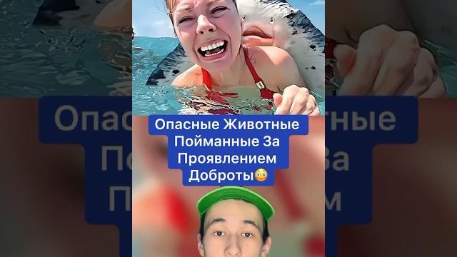 Опасные Животные Пойманные за Проявлением Доброты! #shorts #животные #паук #крокодил Опасные Животные Пойманные за Проявлением Доброты! #shorts #животные #паук #крокодил