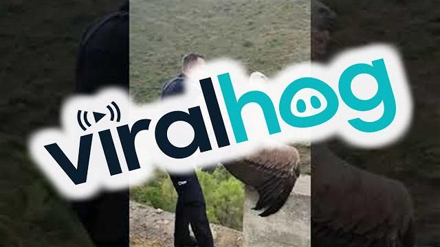 Police Release Vulture || ViralHog Police Release Vulture || ViralHog