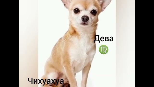 какая ты собака по знаку зодиака какая ты собака по знаку зодиака