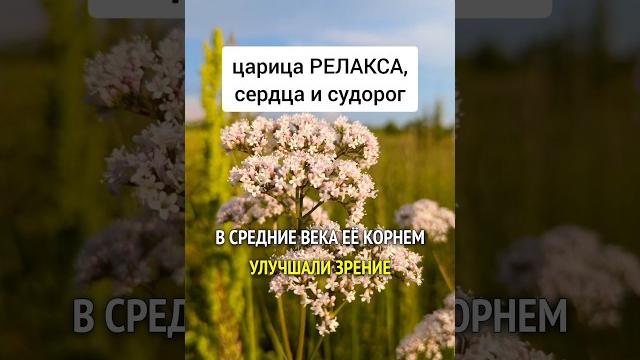 Валериана - царица релакса, сердца и судорог #лекарственныетравы #травы #травник #дикоросы Валериана - царица релакса, сердца и судорог #лекарственныетравы #травы #травник #дикоросы