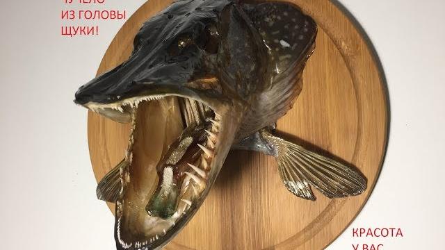 чучело из головы щуки? да легко!!!! без лишних слов! чучело из головы щуки? да легко!!!! без лишних слов!