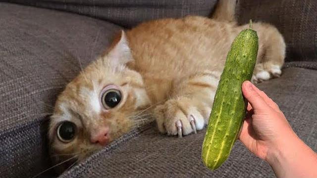 Super Funny Cats Videos - The Funniest DOG and Cats Compilation Super Funny Cats Videos - The Funniest DOG and Cats Compilation