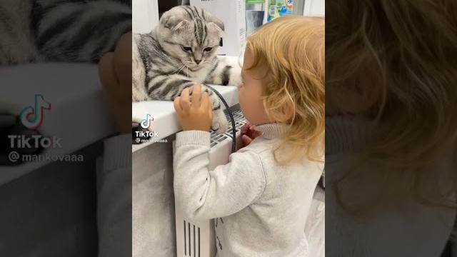 Спроси как дела у котика Спроси как дела у котика