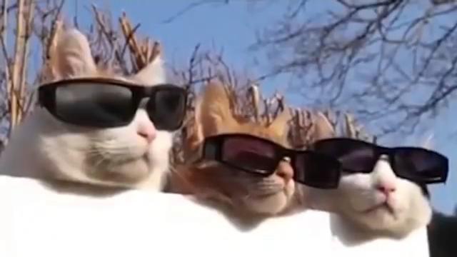 Самые смешные коты в мире! Лучшие приколы с котами 2016-2017 часть 6/коты придурки(CatsLIVE) Самые смешные коты в мире! Лучшие приколы с котами 2016-2017 часть 6/коты придурки(CatsLIVE)