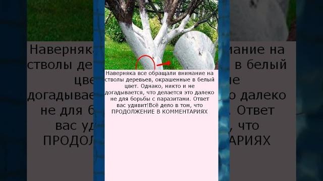 Зачем красят деревья на самом деле Зачем красят деревья на самом деле