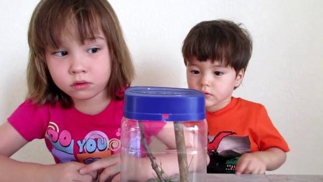 Видео для детей. Выращиваем бабочку из гусеницы. We grow a butterfly from a caterpillar. for kids Видео для детей. Выращиваем бабочку из гусеницы. We grow a butterfly from a caterpillar. for kids