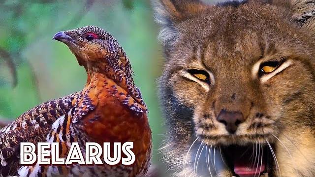 Беларусь - край дикой природы | Film Studio Aves Беларусь - край дикой природы | Film Studio Aves