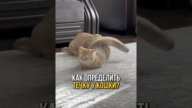 Как понять что у кошки течка? Как понять что у кошки течка?