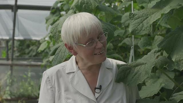 Огурцы корнишоны - новинки Огурцы корнишоны - новинки