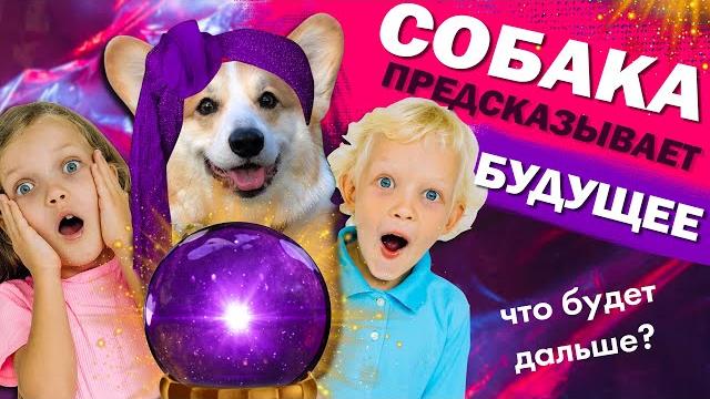 Собака предсказывает будущее | Корги | Nesenyuk TV | Смотреть всем | Смешное видео | Смешные корги Собака предсказывает будущее | Корги | Nesenyuk TV | Смотреть всем | Смешное видео | Смешные корги