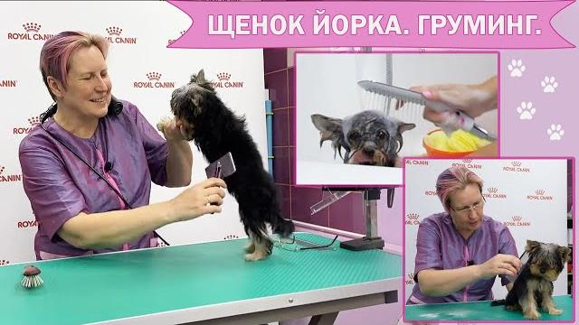 Щенок йоркширского терьера.Правила ухода.Содержание, груминг. Руководство пользователя. Щенок йоркширского терьера.Правила ухода.Содержание, груминг. Руководство пользователя.