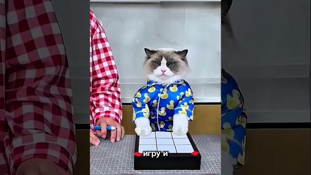 Кошка перехитрила хозяйку! Кошка перехитрила хозяйку!