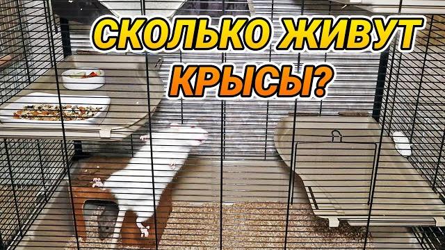 Сколько живут крысы и как продлить им жизнь. Продолжительность жизни крыс в домашних условиях Сколько живут крысы и как продлить им жизнь. Продолжительность жизни крыс в домашних условиях