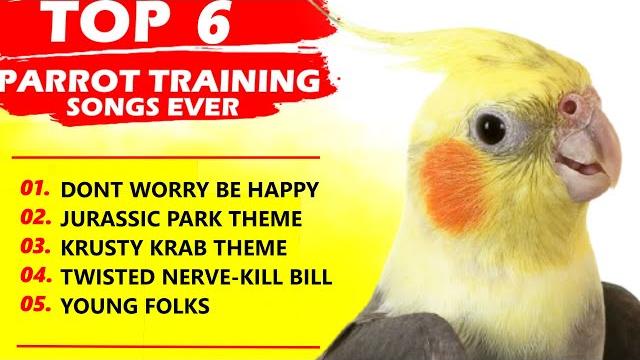 PARROT TRAINING SONGS EVER-Whistle Training-Teach Your Bird-Cockatiel Singing-Budgie PARROT TRAINING SONGS EVER-Whistle Training-Teach Your Bird-Cockatiel Singing-Budgie
