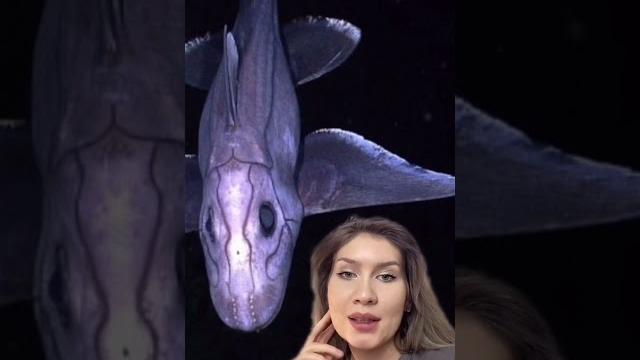Глубоководная акула Глубоководная акула