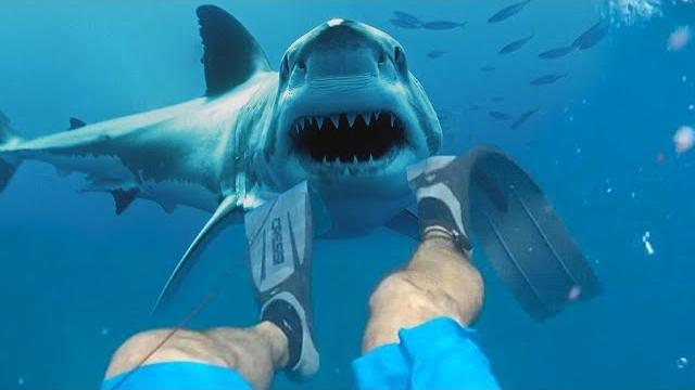 100 Самых Опасных Встреч с Акулами, Снятых На Камеру 100 Самых Опасных Встреч с Акулами, Снятых На Камеру