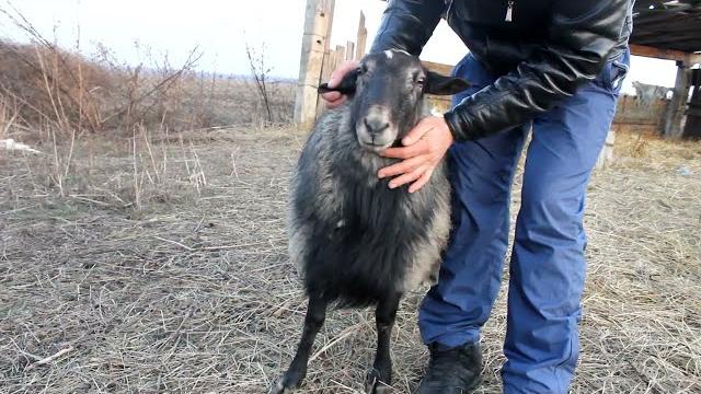 Секрет овцеводства//Как правильно делать укол ОВЦАМ// укол Ивермезола/The secret of sheep breeding Секрет овцеводства//Как правильно делать укол ОВЦАМ// укол Ивермезола/The secret of sheep breeding