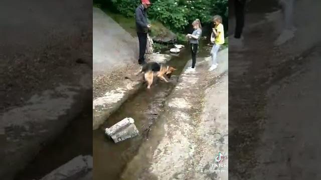 немецкая овчарка приколы немецкая овчарка приколы