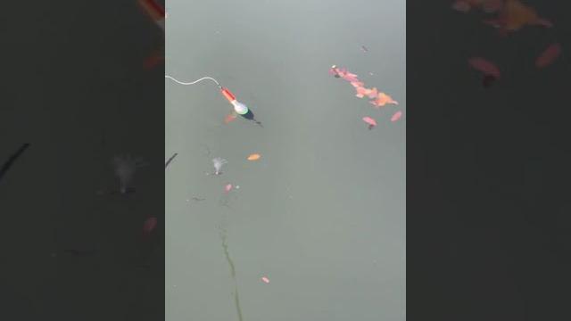 Рыбалка на Поплавок Рыбалка на Поплавок