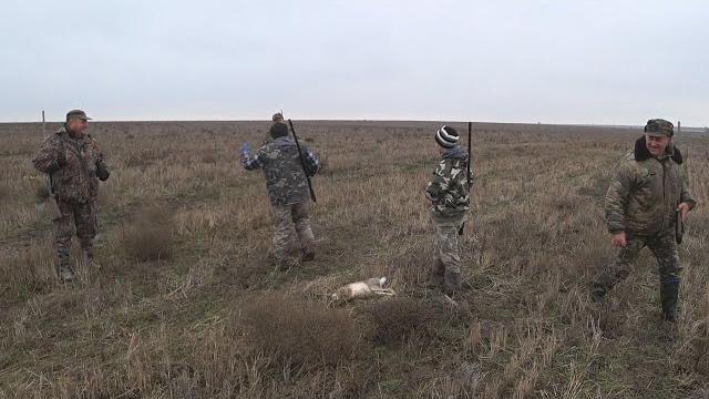 Коллективная охота на зайца. Взяли 9 зайцев на одном участке!!! Collective hunting for a hare. Коллективная охота на зайца. Взяли 9 зайцев на одном участке!!! Collective hunting for a hare.