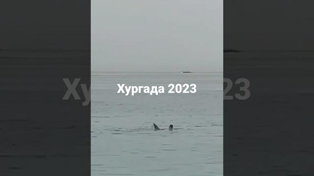 хургада акула сьела человека хургада акула сьела человека